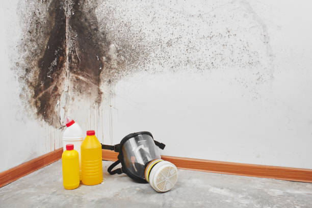 Why You Should Choose Our Mold Remediation Services in Union Springs, NY